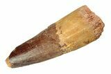 Fossil Spinosaurus Tooth - Real Dinosaur Tooth #268207-1